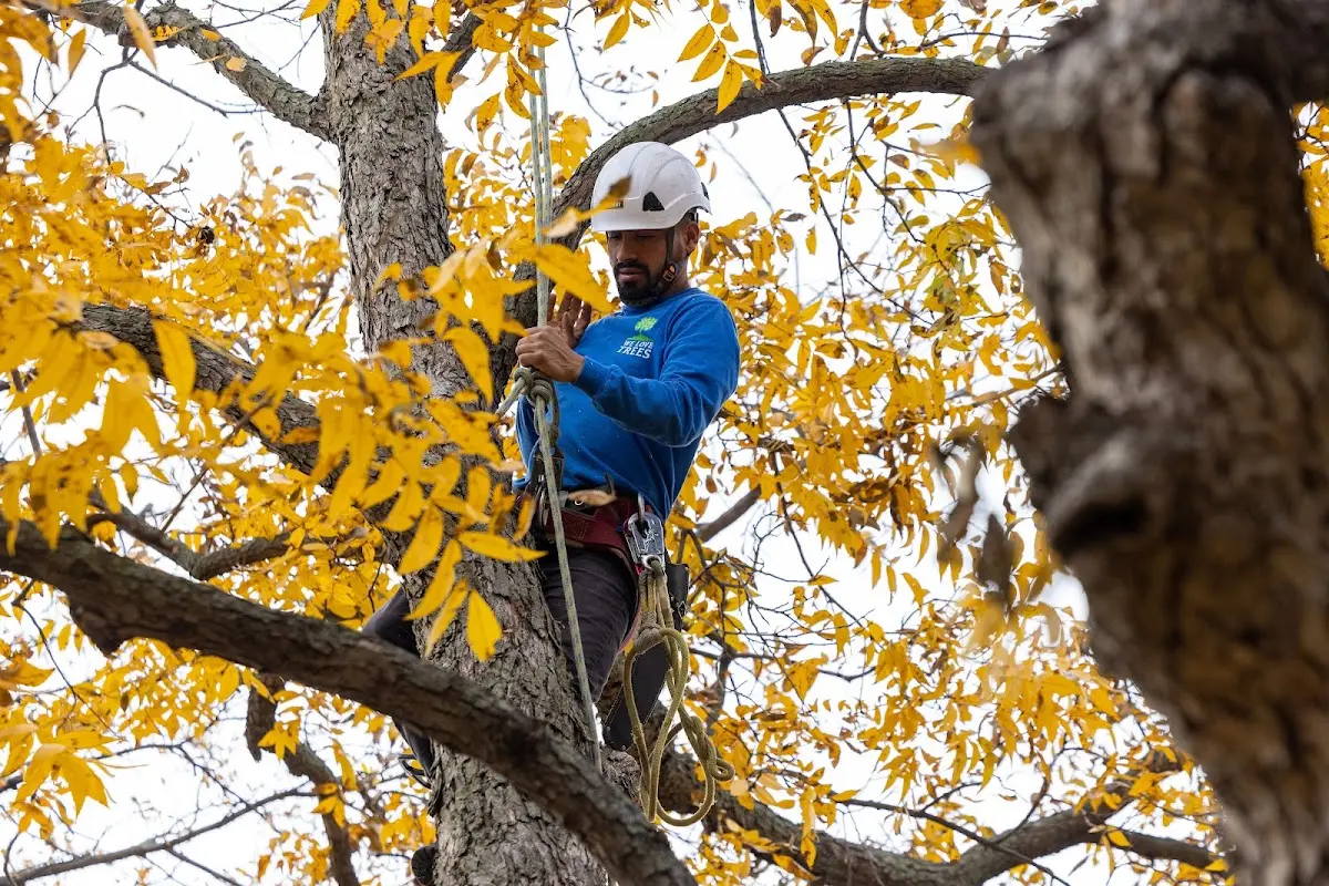 Skilled Tree Trimming crew working in Wellington